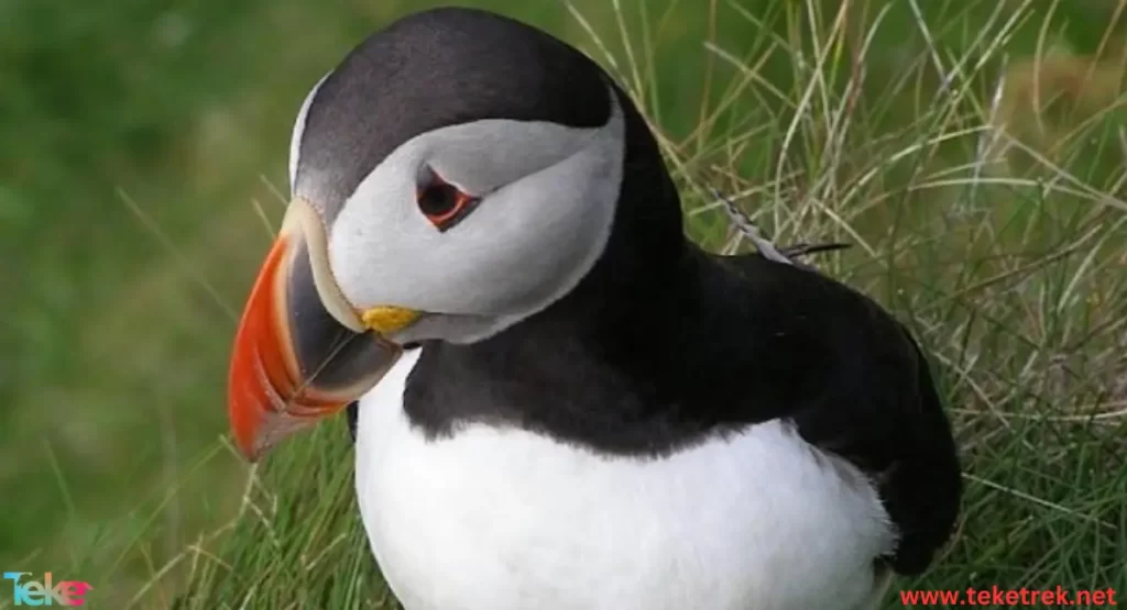 puffin bird