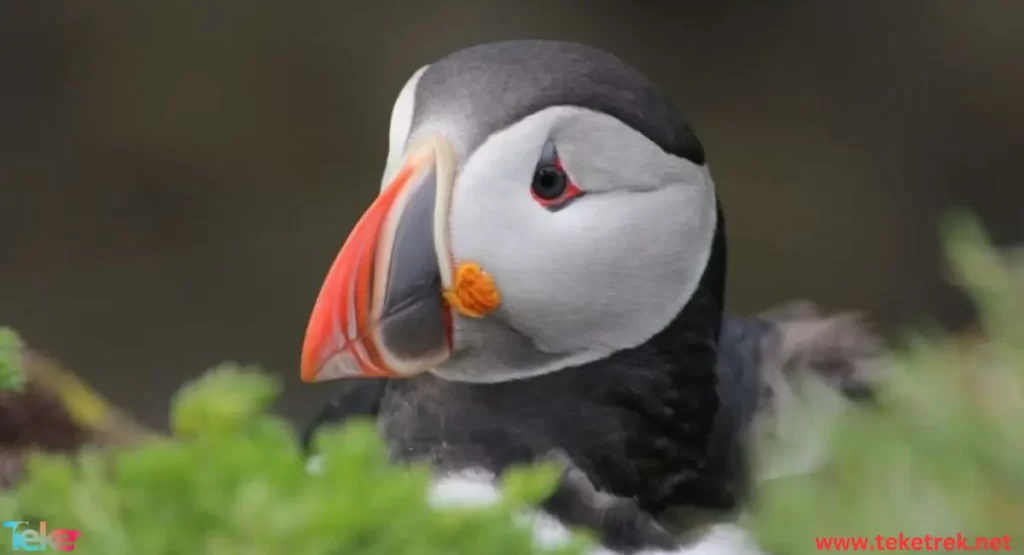 puffin bird