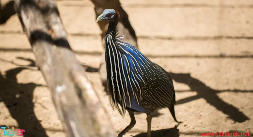 Tauraco bird