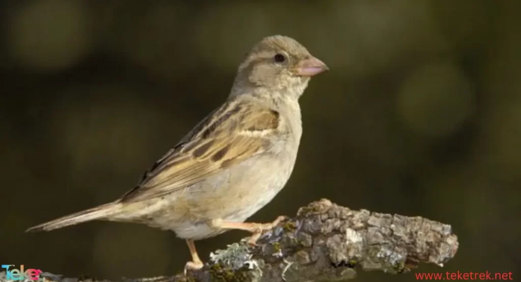 sparrow bird