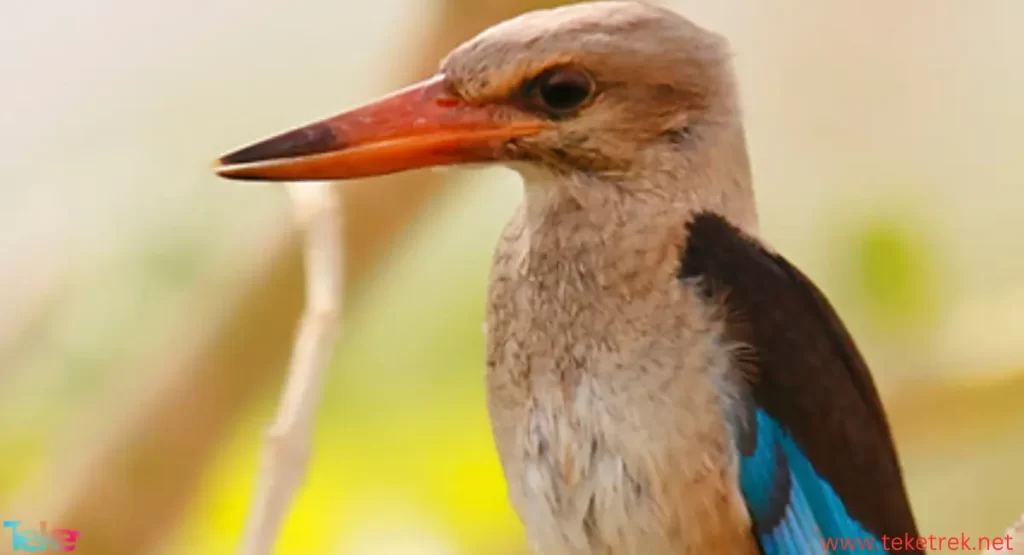 Kingfisher