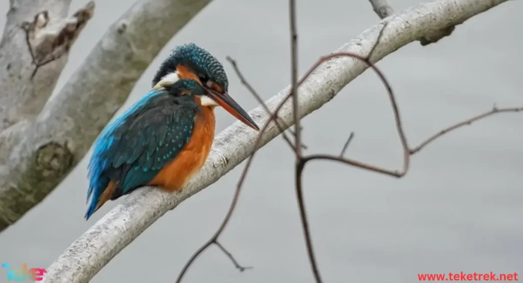 Kingfisher