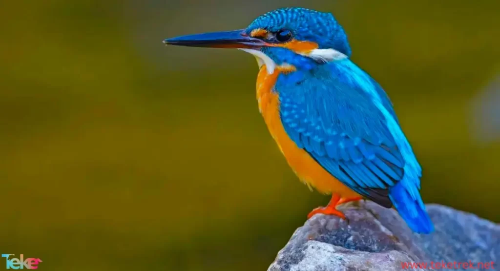 Kingfisher