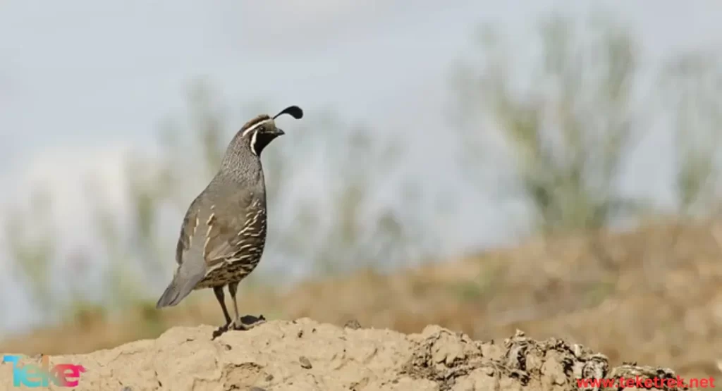 quail bird