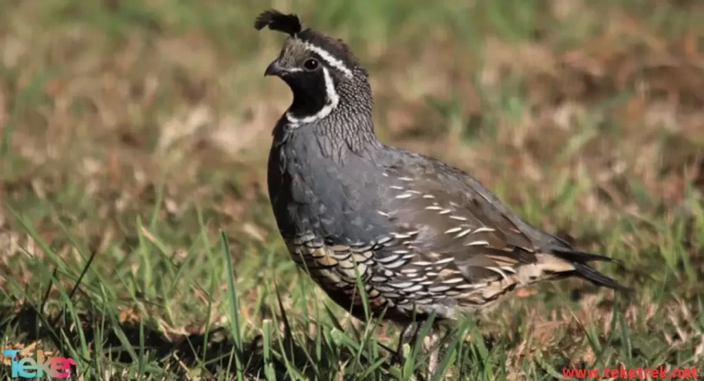 quail bird