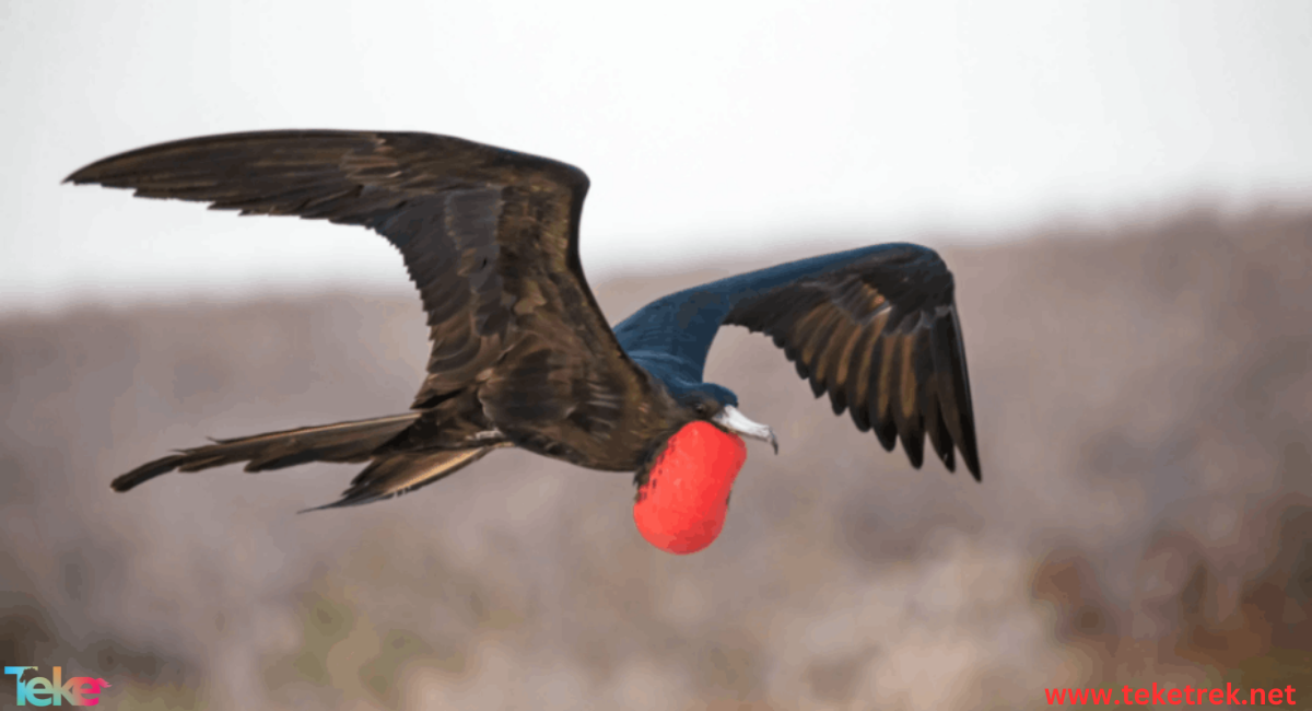 frigate bird