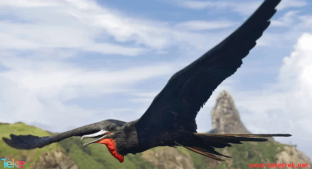 frigate bird