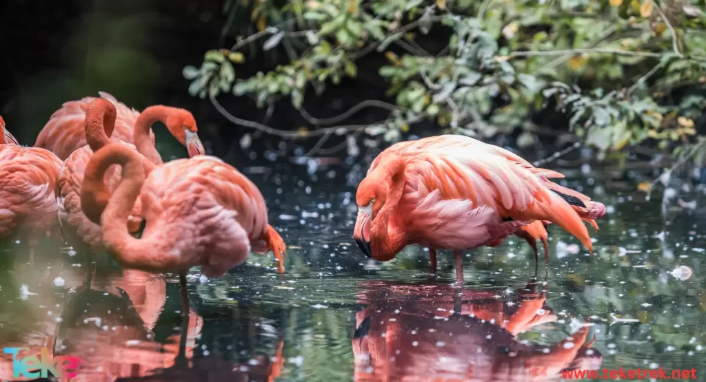 Chilean flamingo