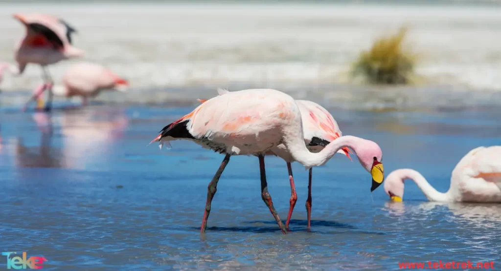 Chilean flamingo