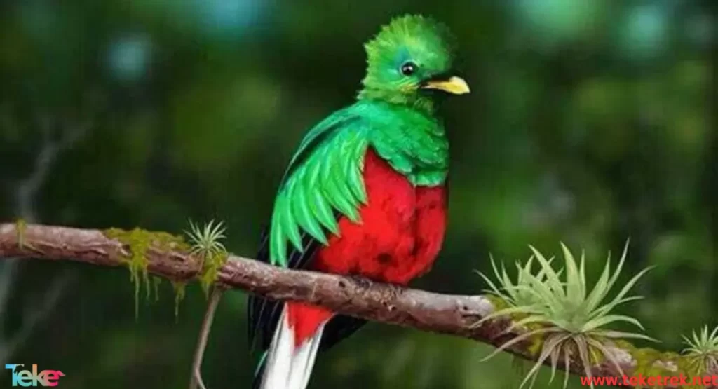 Resplendent quetza bird