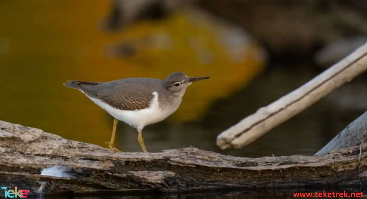 sandpiper