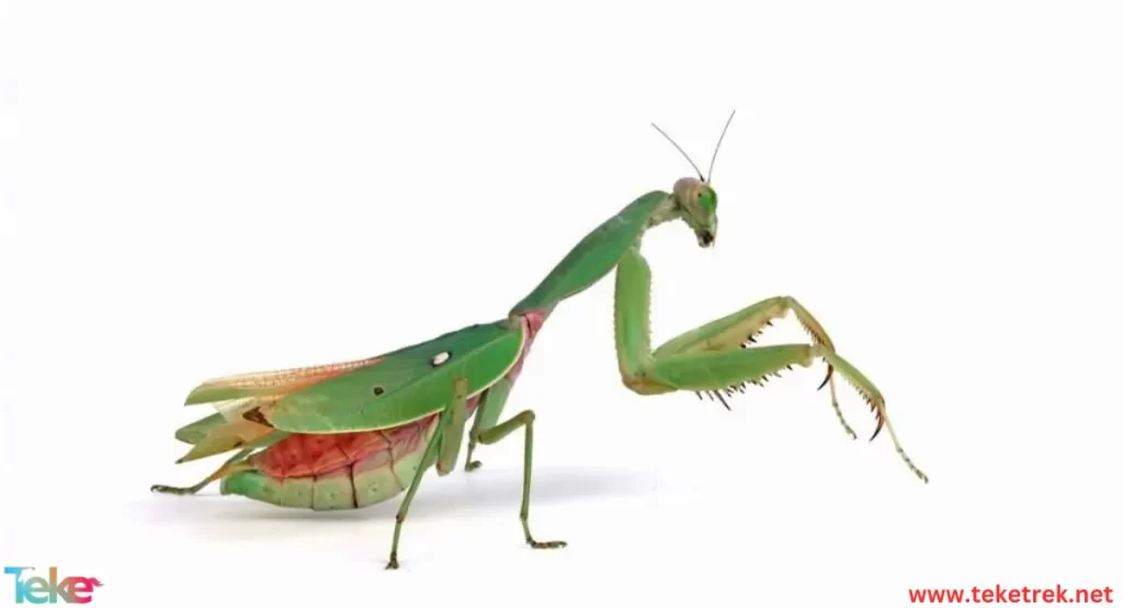 mantis