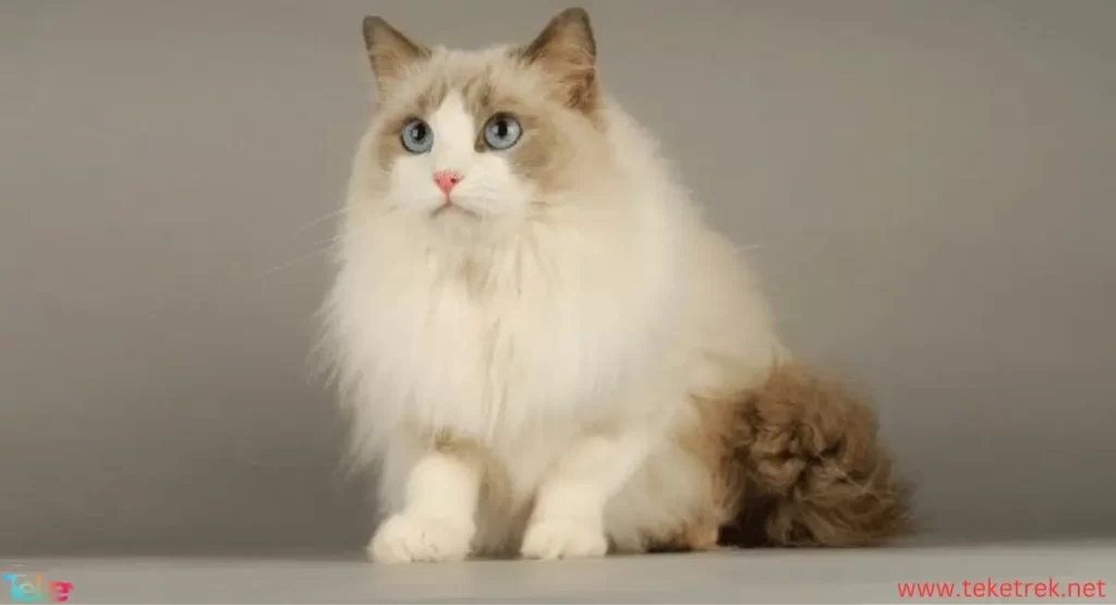 Ragdoll cat