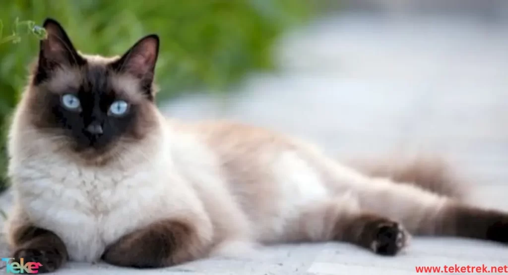 siamese cat