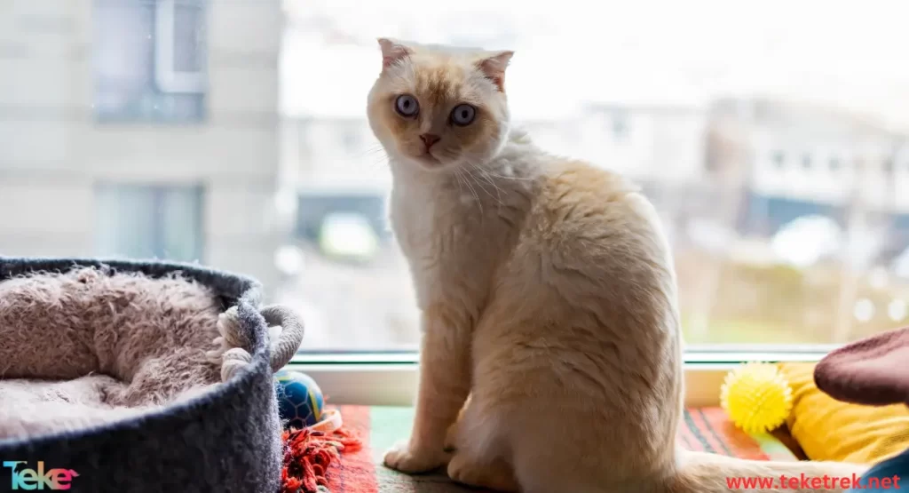 Munchkin cat