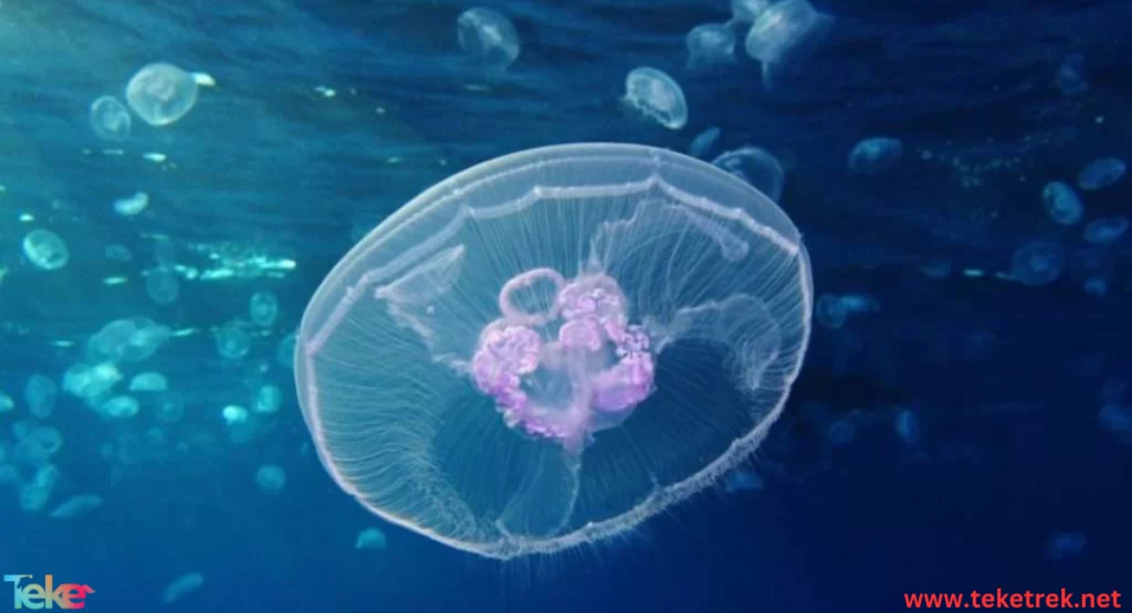 moon jellyfish