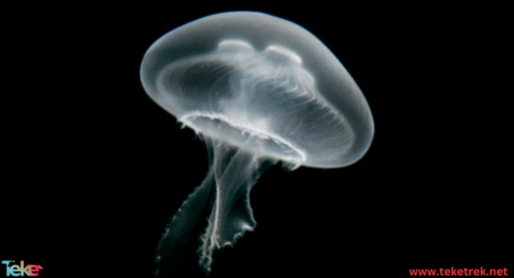 moon jellyfish