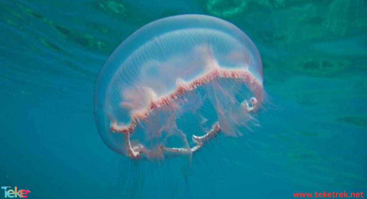 moon jellyfish