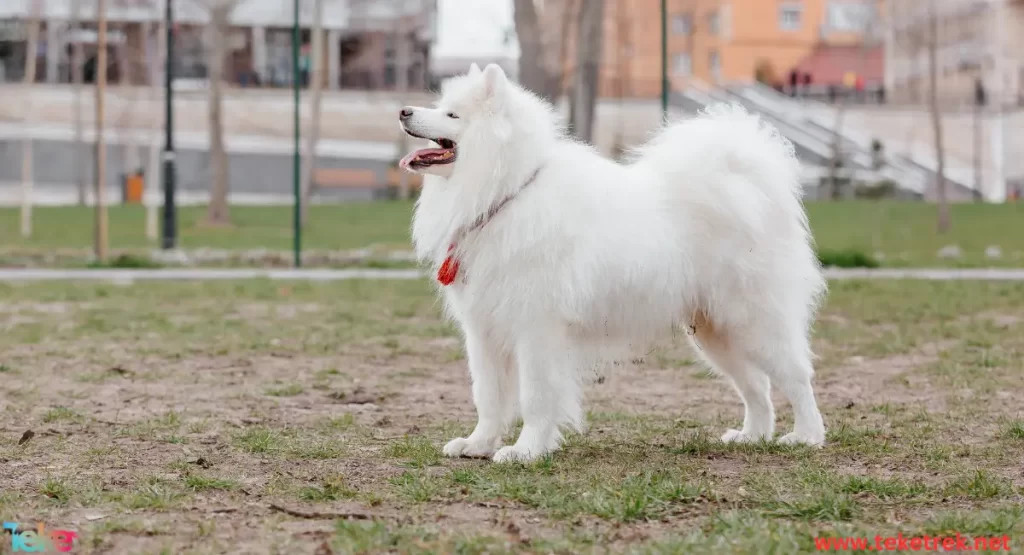 American Eskimo Dog