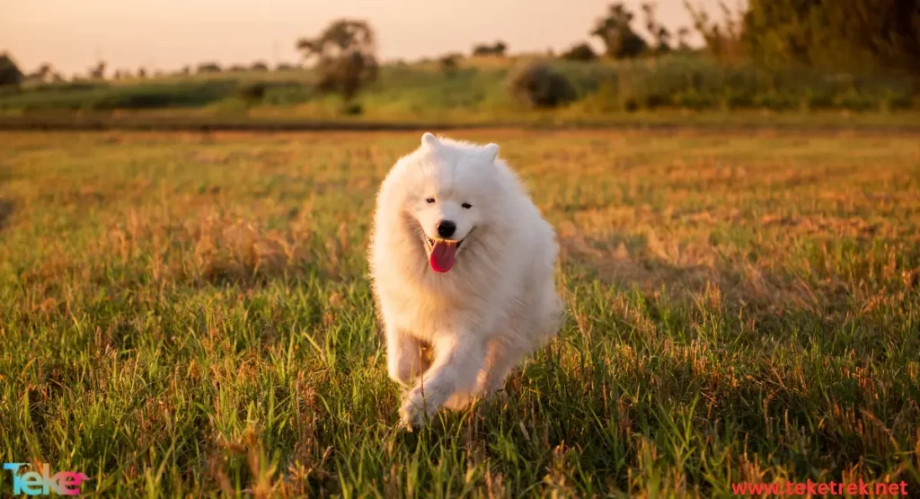 American Eskimo Dog