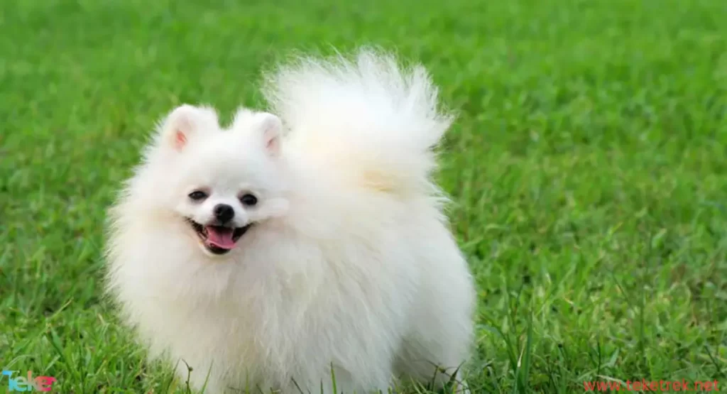 Pomeranian dog