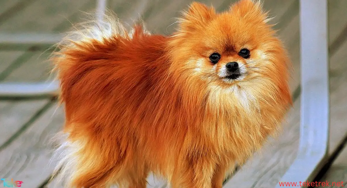 Pomeranian dog