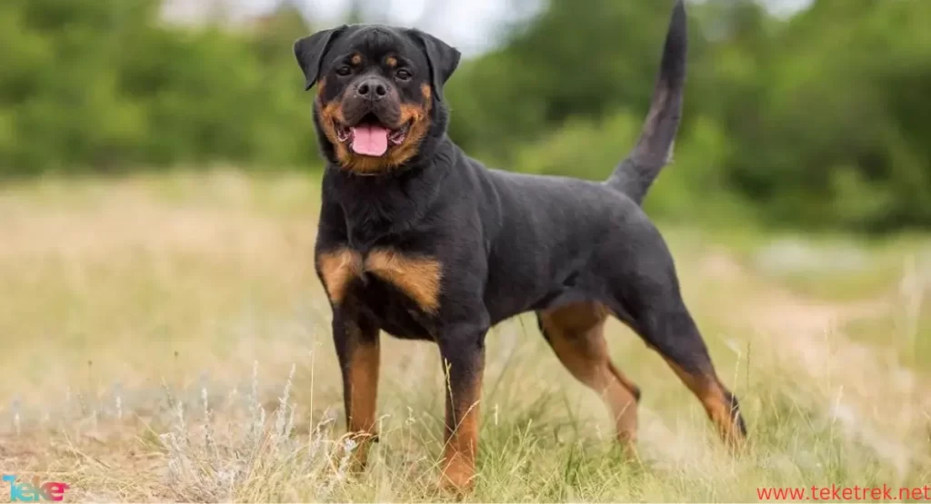  The Most Expensive Fierce Dog Breeds