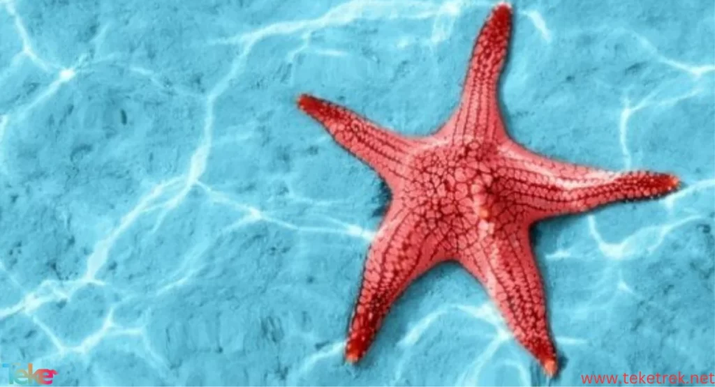 starfish