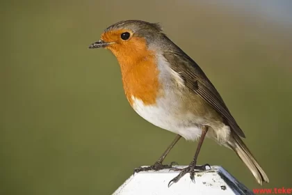 European robin