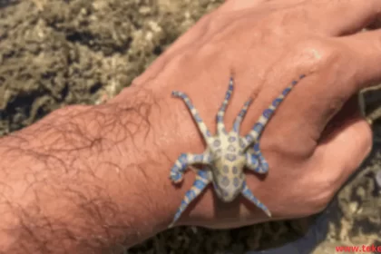 Blue ringed octopus