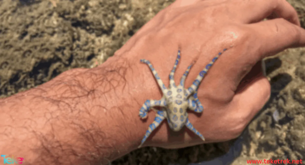 Blue ringed octopus