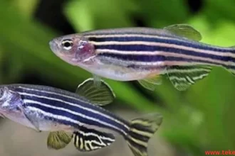 ornamental fish