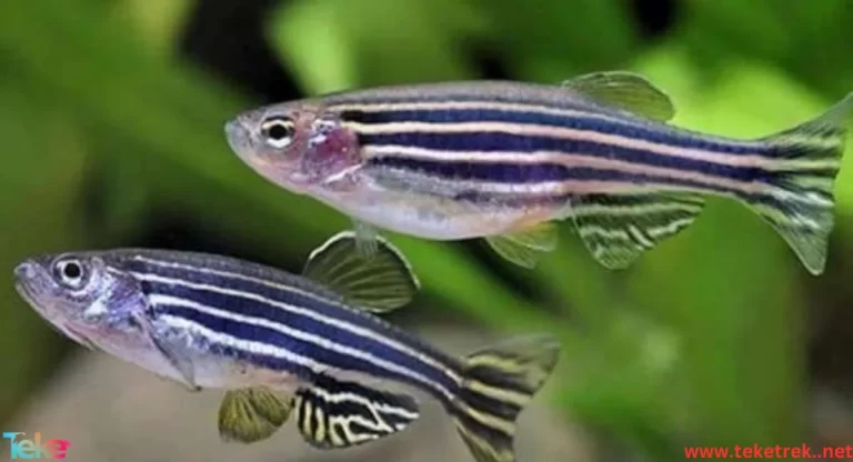 ornamental fish