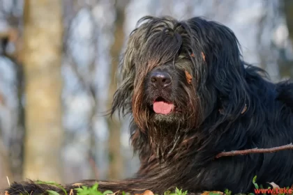 The Most Expensive Fierce Dog Breeds