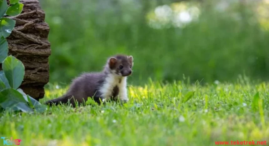 mountain weasel