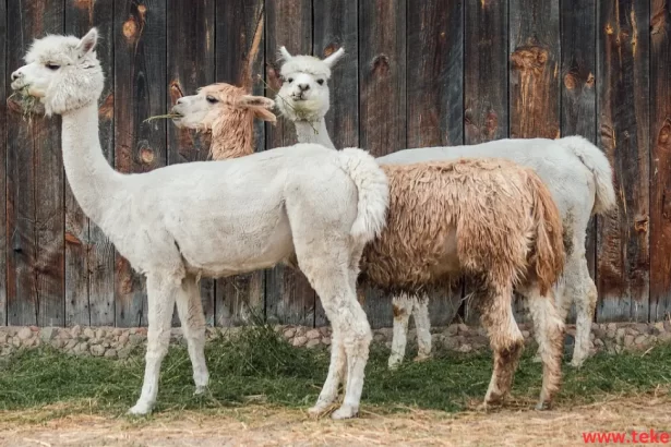 Alpaca