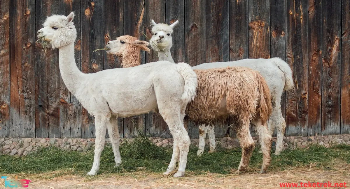 Alpaca