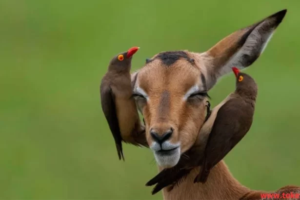 oxpecker