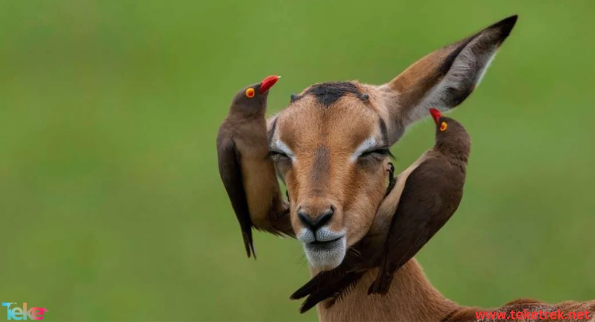 oxpecker