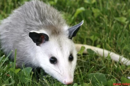 opossum