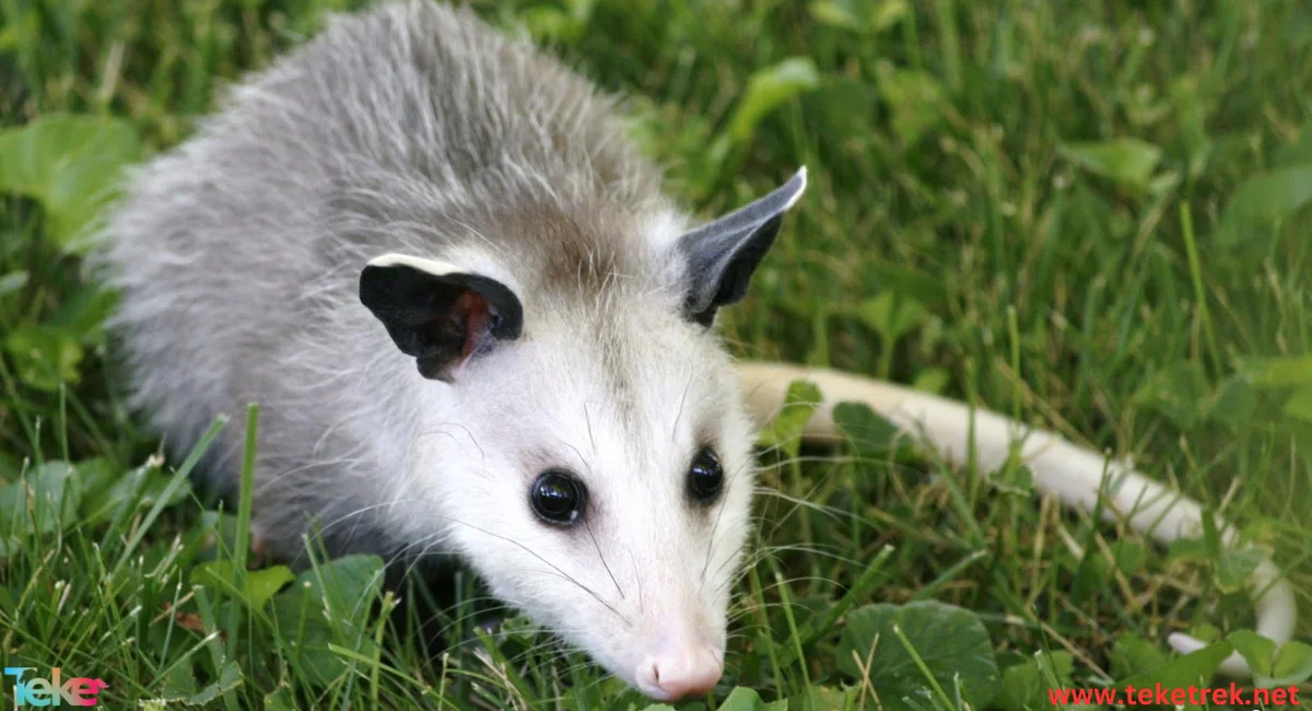 opossum