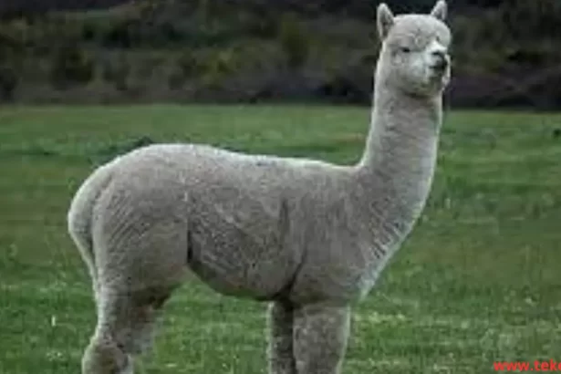 Alpaca