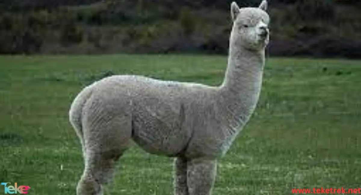 Alpaca