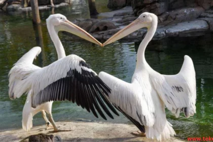 great white pelican