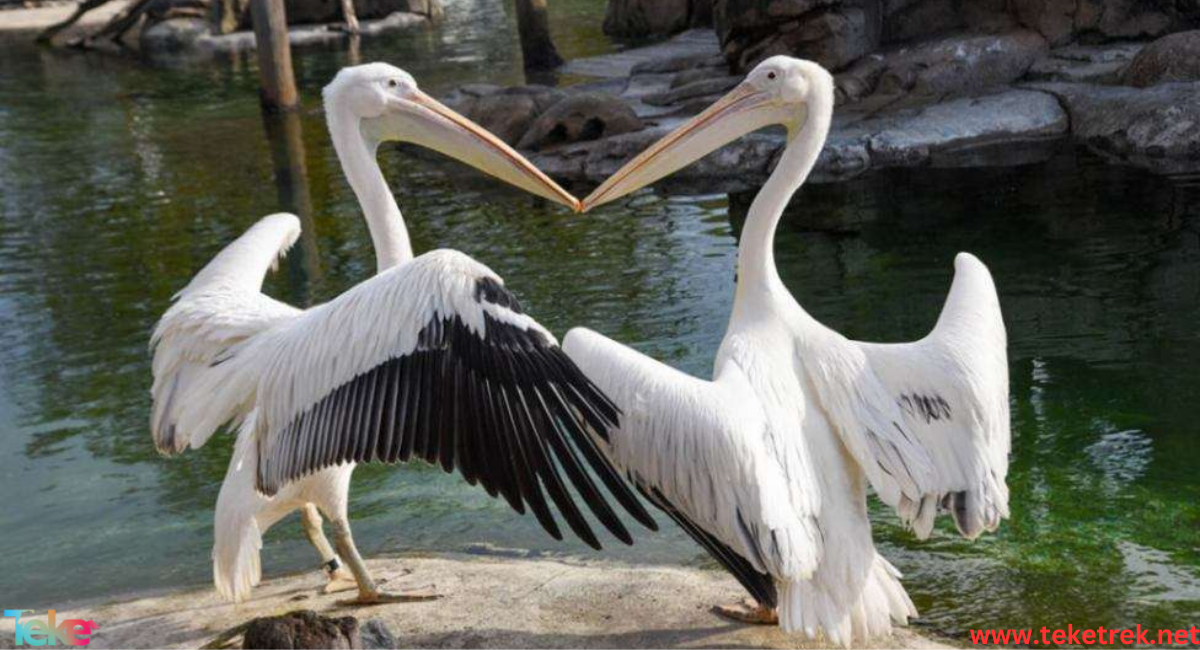 great white pelican