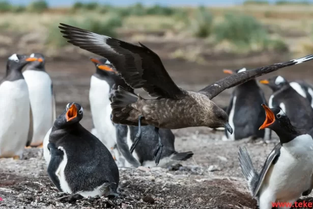 Royal penguin