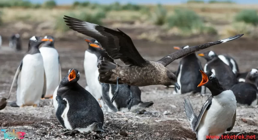 Royal penguin