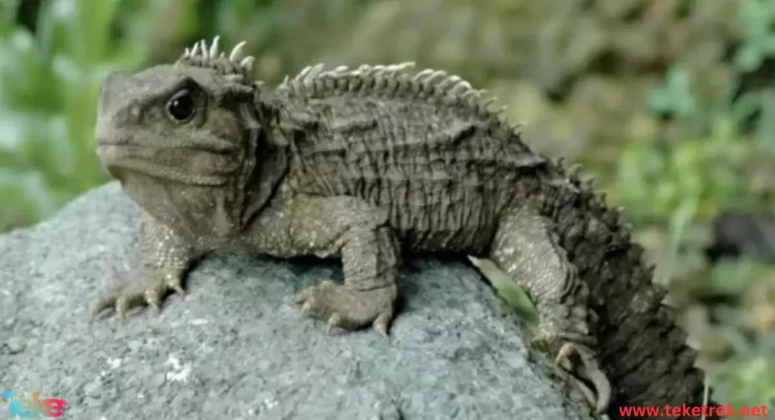 Tuatara