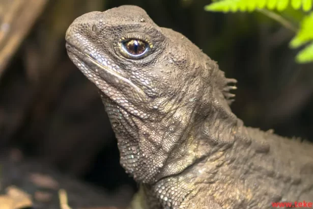 Tuatara