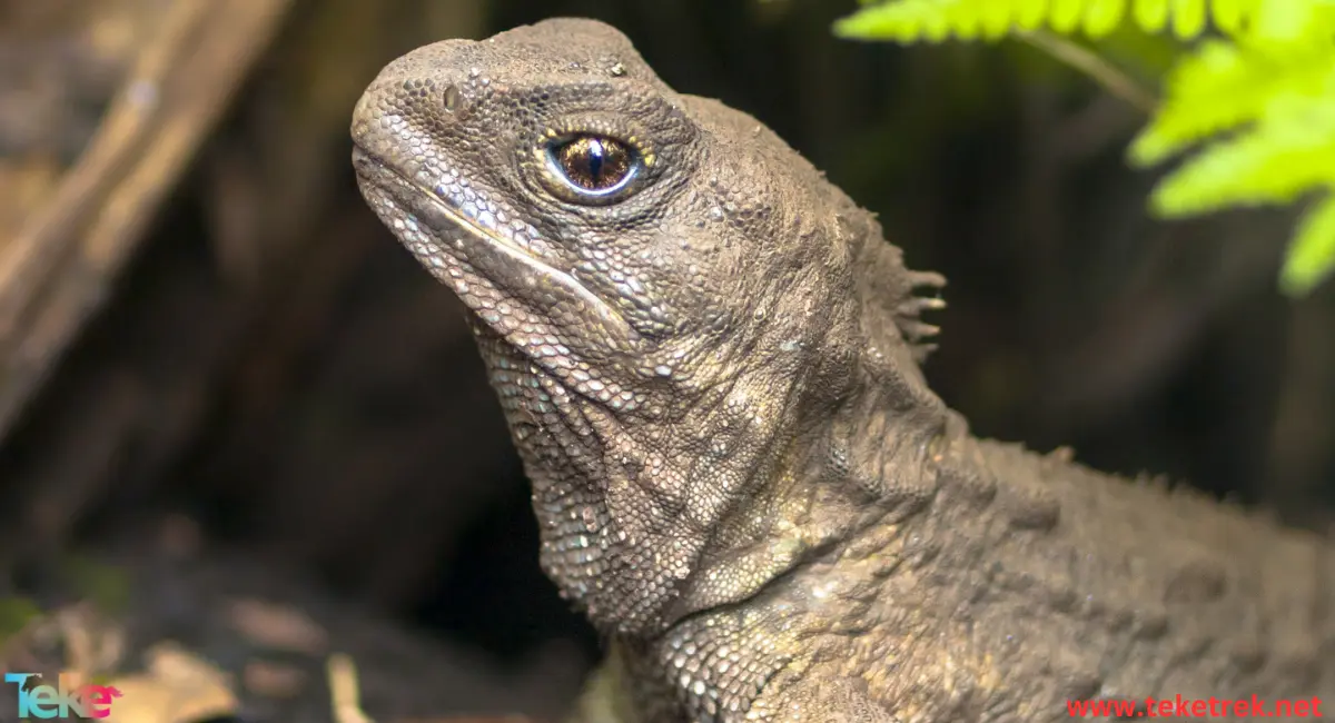 Tuatara